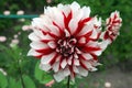 Bright red-white flower dahlia Royalty Free Stock Photo