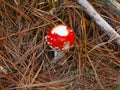 Bright red and white fly agaric toadstool partly eaten by insects or rodents Royalty Free Stock Photo