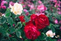 Bright red and white roses bloom in the garden, pink roses in the background Royalty Free Stock Photo