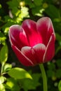 Bright red-white tulip blossom in spring garden Royalty Free Stock Photo