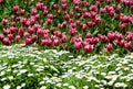 Bright red and white tulips with snow-white chamomiles in Istanbul, Turkey Royalty Free Stock Photo