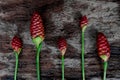 Bright red wild ginger flower cut flat lay background in dark wooden backdrop. Royalty Free Stock Photo