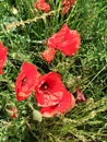 Bright red wild poppies growing in a field