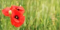 Bright red wild poppies growing in field of green unripe wheat - wet flower left and space for text right side Royalty Free Stock Photo