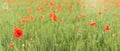 Bright red wild poppies growing in field of green unripe wheat, wide panorama, space for text Royalty Free Stock Photo