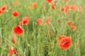 Bright red wild poppies growing in green wheat field, bloom heads wet from rain Royalty Free Stock Photo