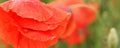 Bright red wild poppies petals with drops of rain growing in filed of unripe green wheat Royalty Free Stock Photo