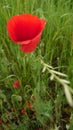 Bright red wild poppy flower in full bloom Royalty Free Stock Photo