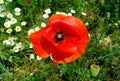 Bright red wild poppy flower closeup and white daisies in soft green grassy meadow Royalty Free Stock Photo