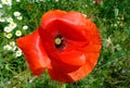 Bright red wild poppy flower closeup and white daisies in soft green grassy meadow Royalty Free Stock Photo