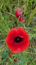 Bright red wild poppy flower in full bloom Royalty Free Stock Photo