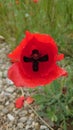 Bright red wild poppy flower in full bloom Royalty Free Stock Photo