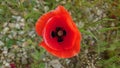 Bright red wild poppy flower in full bloom Royalty Free Stock Photo