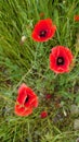 Bright red wild poppy flowers in full bloom Royalty Free Stock Photo