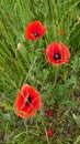 Bright red wild poppy flowers in full bloom Royalty Free Stock Photo