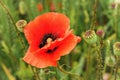 Bright red wild poppy flower growing in green field, some closed poppies heads around, close up macro detail Royalty Free Stock Photo