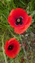 Bright red wild poppy flowers in full bloom Royalty Free Stock Photo