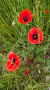 Bright red wild poppy flowers in full bloom Royalty Free Stock Photo