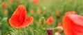 Bright red wild poppy flowers, petals wet from rain, growing in field of green unripe wheat Royalty Free Stock Photo