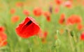 Bright red wild poppy flowers, rain drops over petals, growing in field of green unripe wheat Royalty Free Stock Photo