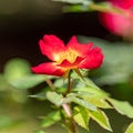 A bright red wild rose flower close up in the garden Royalty Free Stock Photo