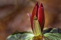 Bright red wildflower called the sweet betsy trillium