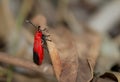 A bright red winged moth, the lower wing tip is black on dry leaves in nature against a blurred background