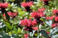 Bright red flowers monarda blooming in the garden.