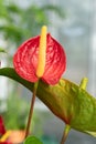 Red and yellow anthurium flower