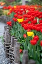 Bright red and yellow blooming tulips flowers in garden along wooden fence, soft focus Royalty Free Stock Photo