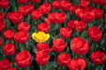 Bright red and yellow blooming tulips flowers in garden, closeup Royalty Free Stock Photo