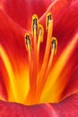 Macro Flower Daylily Hemerocallis Stamen in Vivid Red and Yellow Royalty Free Stock Photo