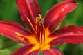 Bright red and yellow daylily, macro