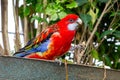 A bright red and yellow eastern rosella Platycercus eximius parrot or parakeet is a rosella native to southeast of the