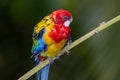 A bright red and yellow eastern rosella Platycercus eximius parrot or parakeet is a rosella native to southeast of the