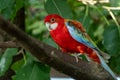 A bright red and yellow eastern rosella Platycercus eximius parrot or parakeet is a rosella perched on a branch
