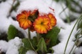 Primrose flower in red and yellow covered in snow taken in Sussex England Royalty Free Stock Photo