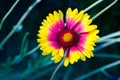 The bright red and yellow flowers of Gaillardia pulchella `Picta Royalty Free Stock Photo