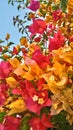 Bright red and yellow flowers in Turkish Hotel in Kadriye.