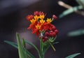 bright red yellow flowers and white mily sap of a typical butterfly weed in butterfly garden Royalty Free Stock Photo