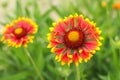 bright red-yellow gaillardia flower on a background of green grass Royalty Free Stock Photo