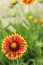 bright red-yellow gaillardia flower on a background of green grass Royalty Free Stock Photo