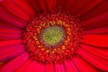 Bright Red and yellow Gerbera flowers background