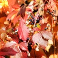 Bright red and yellow grape leaves on white wooden lattice grid fence, autumn golden climber plant foliage, fall sunny day nature Royalty Free Stock Photo