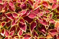 Bright red and yellow leaves of perennial plant coleus, plectranthus scutellarioides