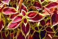 Bright red and yellow leaves of perennial plant coleus, plectranthus scutellarioides