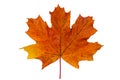 bright red yellow maple leaf Royalty Free Stock Photo
