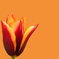 Bright red and yellow tulips on orange ochre background wallpaper. Cape Cod Ballerina tulip.