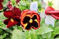 Bright red and yellow violas growing in the fall