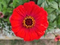 Bright red Zinnia in detailed view